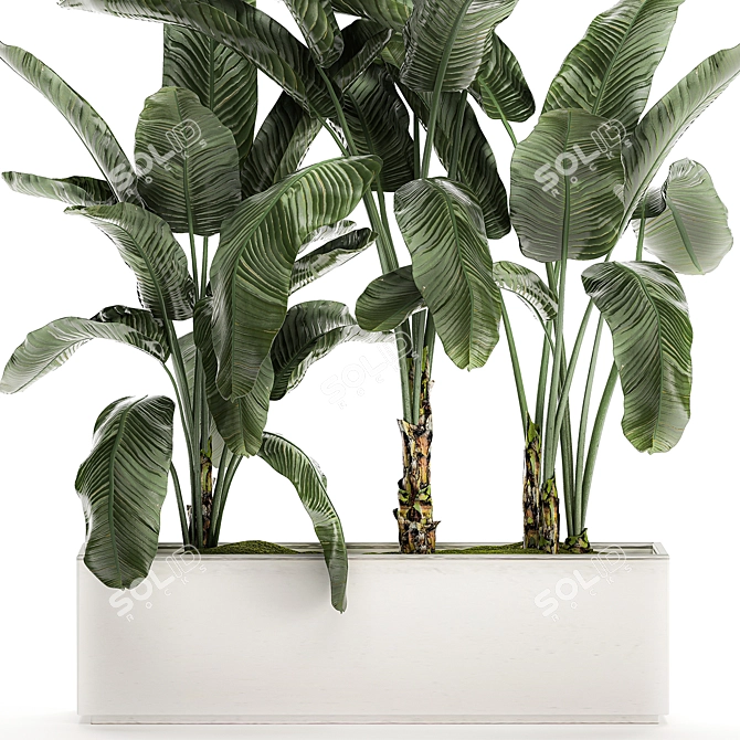 Tropical Banana Palm in White Vase 3D model image 3