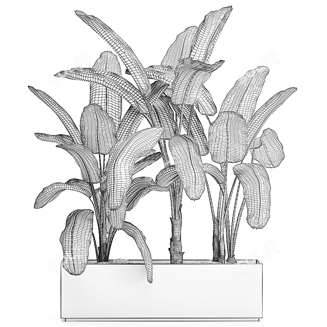 Tropical Banana Palm in White Vase 3D model image 5