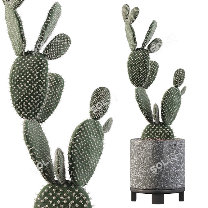 Terrazzo Opuntia Microdasys: 3D Plant Collection 3D model image 1