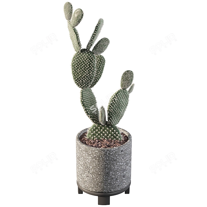 Terrazzo Opuntia Microdasys: 3D Plant Collection 3D model image 3