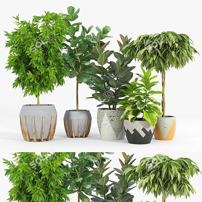 Ficus Set: 3D Models with Textures 3D model image 1