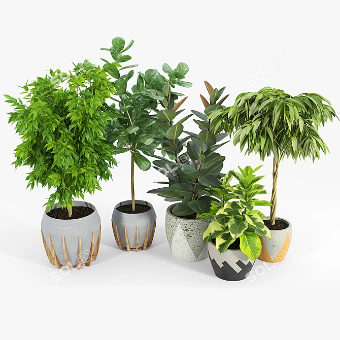 Ficus Set: 3D Models with Textures 3D model image 2