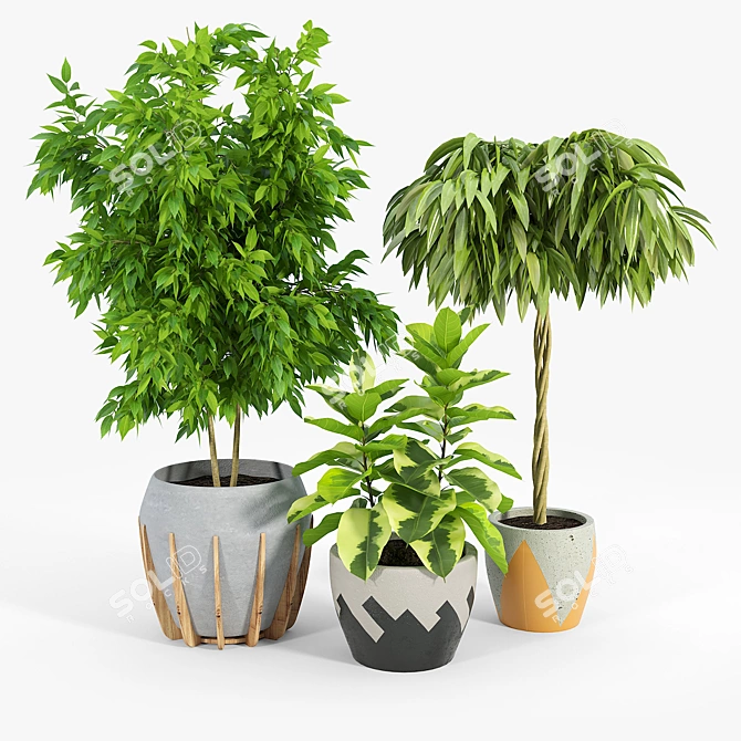 Ficus Set: 3D Models with Textures 3D model image 3