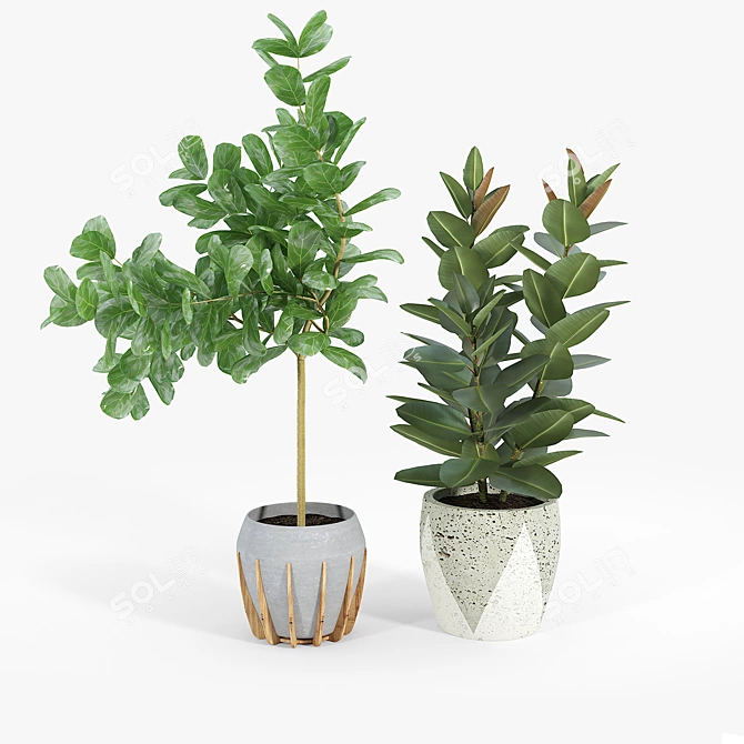 Ficus Set: 3D Models with Textures 3D model image 4