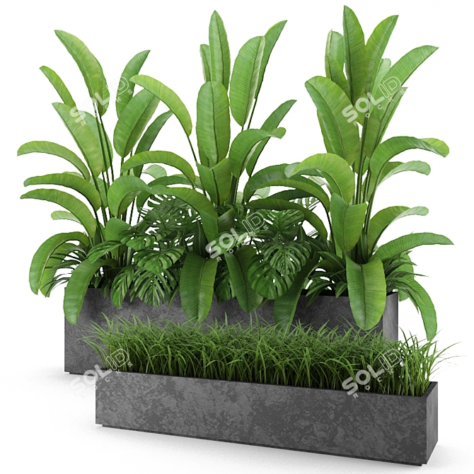 Indoor & Outdoor Plant Collection: Banana Palm, Monstera, Aspidistra & Grass 3D model image 1