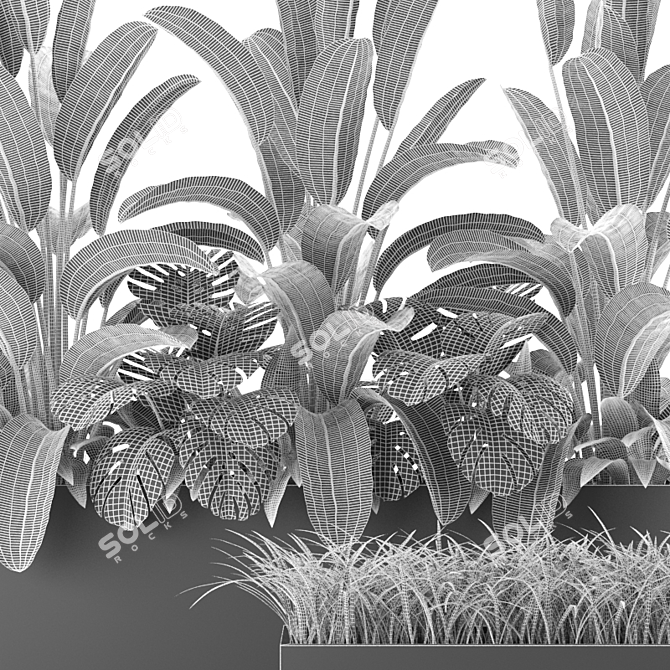 Indoor & Outdoor Plant Collection: Banana Palm, Monstera, Aspidistra & Grass 3D model image 2