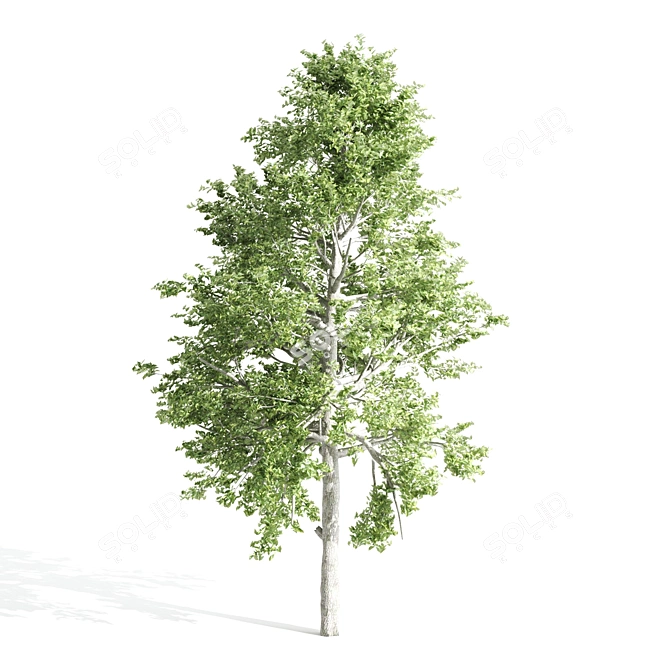 Elegant Tupelo Tree: 7.20m Height 3D model image 2