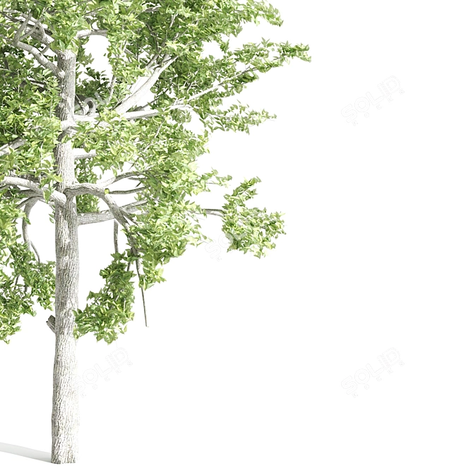 Elegant Tupelo Tree: 7.20m Height 3D model image 3