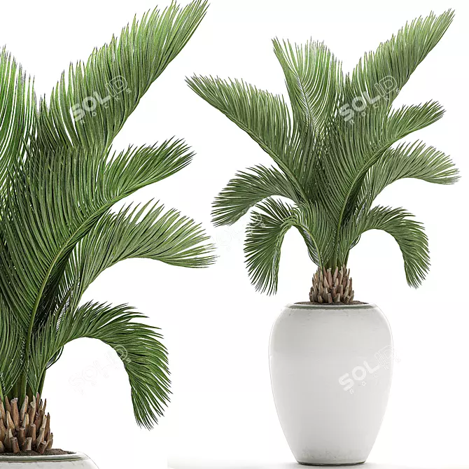 Tropical Palm in White Pot - Exotic, Indoor Plant 3D model image 1