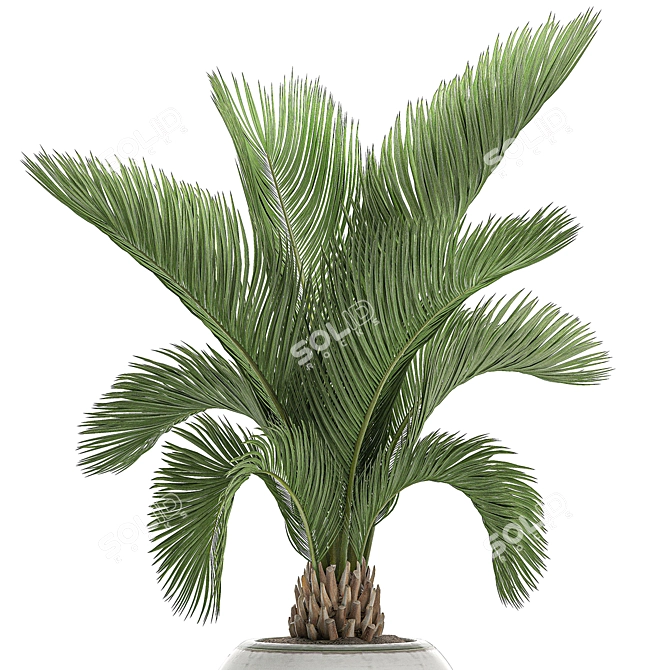 Tropical Palm in White Pot - Exotic, Indoor Plant 3D model image 2