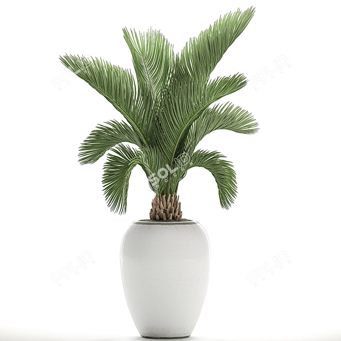 Tropical Palm in White Pot - Exotic, Indoor Plant 3D model image 3