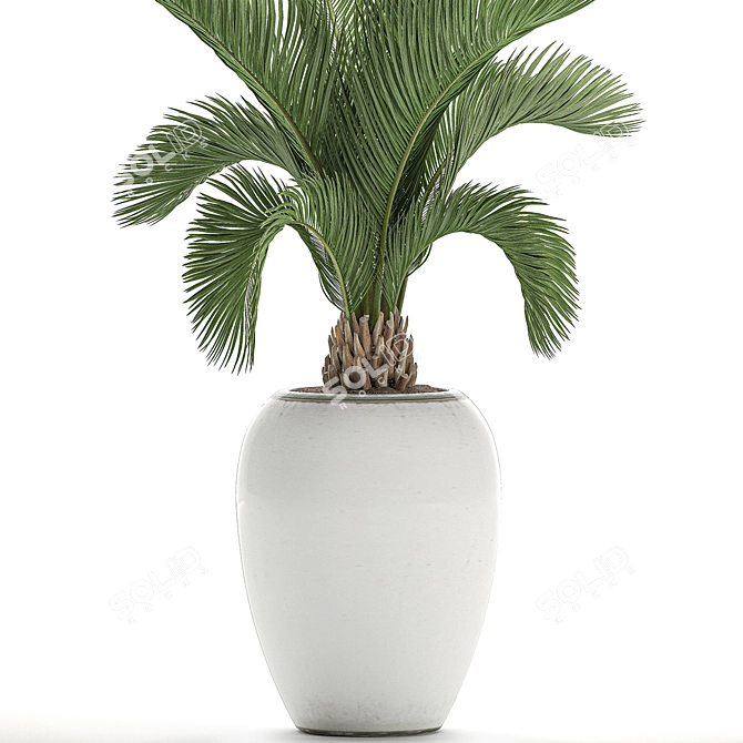Tropical Palm in White Pot - Exotic, Indoor Plant 3D model image 4
