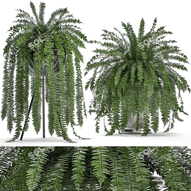 Tropical Fern Collection in Black Pot 3D model image 4