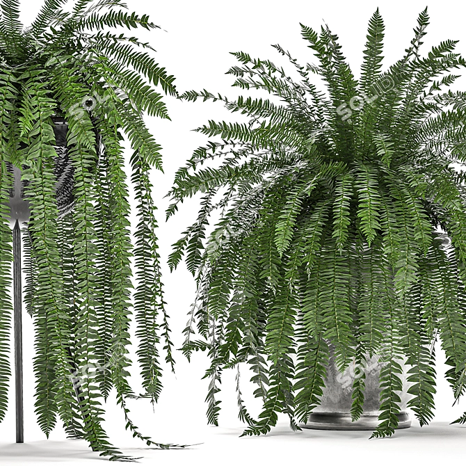 Tropical Fern Collection in Black Pot 3D model image 1