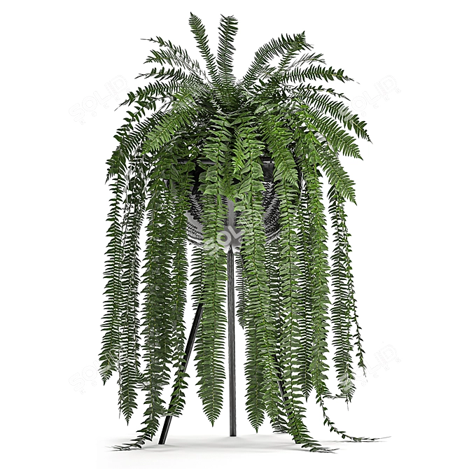 Tropical Fern Collection in Black Pot 3D model image 2