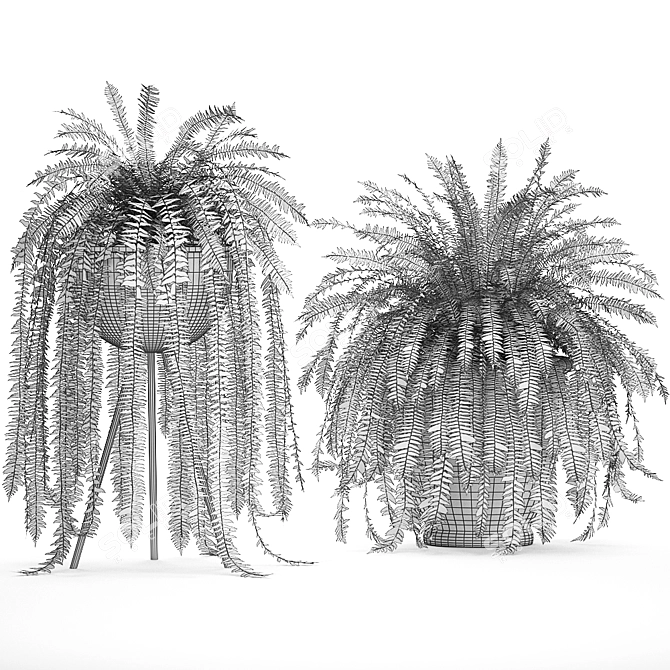 Tropical Fern Collection in Black Pot 3D model image 3