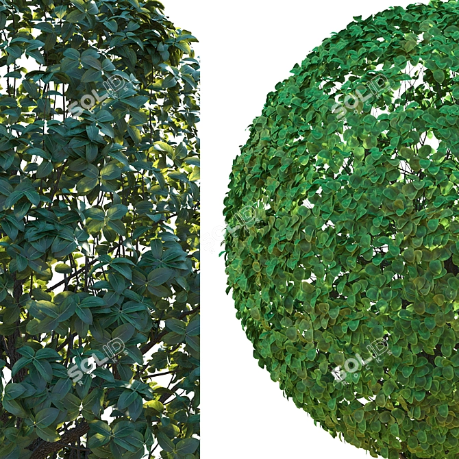 Dual-Leaf Shrub Combo | Corona Materials 3D model image 3