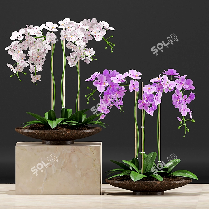 Orchid Pot: Plants & 3D Files 3D model image 2