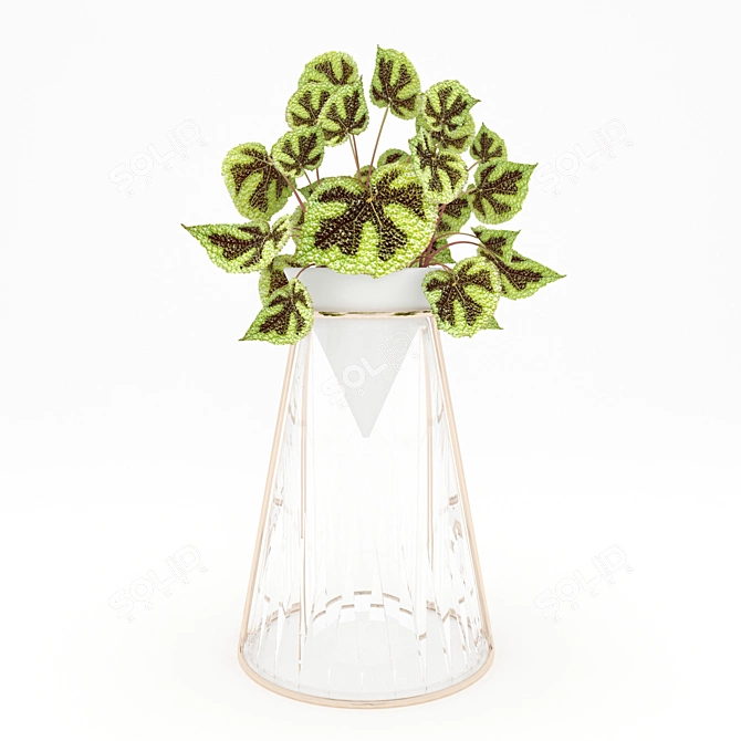 Elegant Begonia Mesona 3D Model 3D model image 1