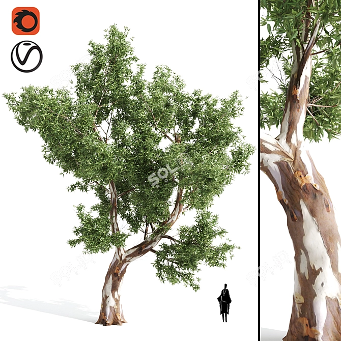 Premium Eucalyptus Tree: Majestic, Lifelike, 12.71m 3D model image 1