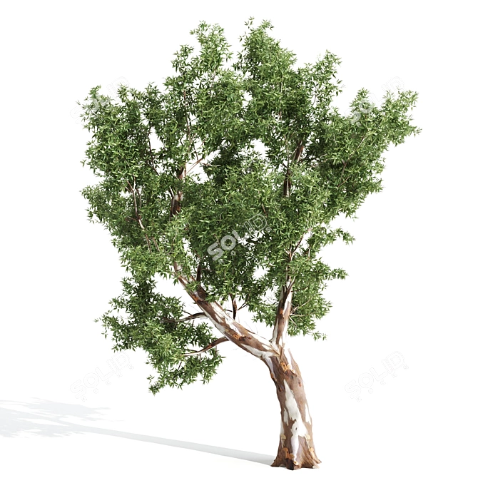 Premium Eucalyptus Tree: Majestic, Lifelike, 12.71m 3D model image 2