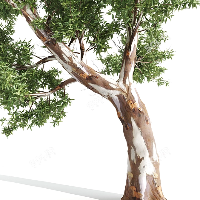 Premium Eucalyptus Tree: Majestic, Lifelike, 12.71m 3D model image 4