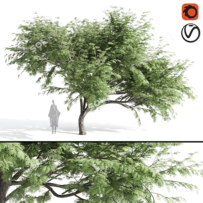 Acacia Caffra: High-Quality 3D Model 3D model image 1