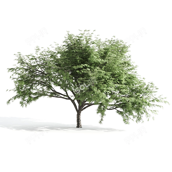 Acacia Caffra: High-Quality 3D Model 3D model image 2