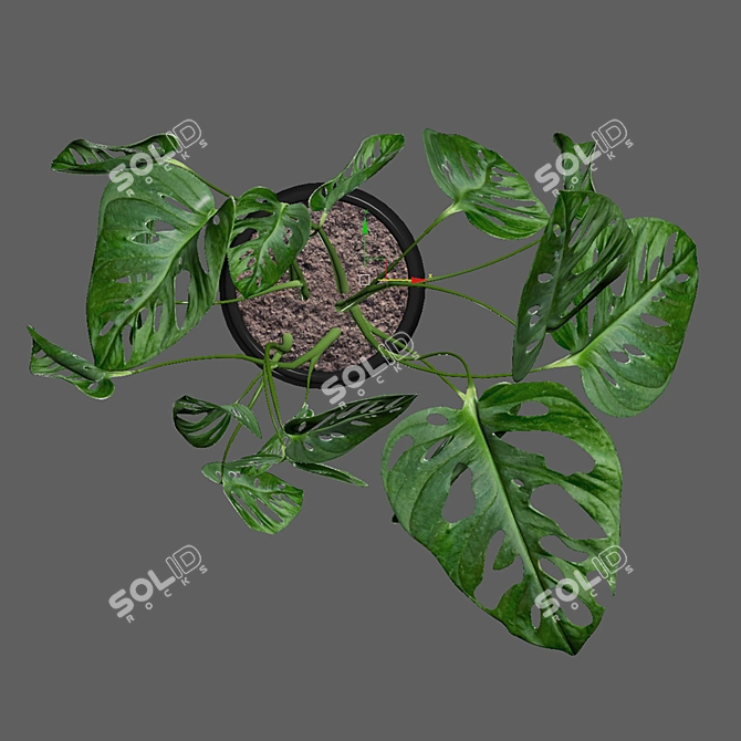 Tropical Leaf Decor: Monstera Monkey Mask 3D model image 4