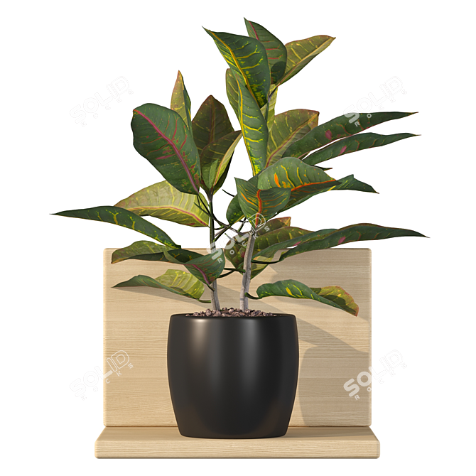 Tropical Delight Croton Plant 3D model image 1