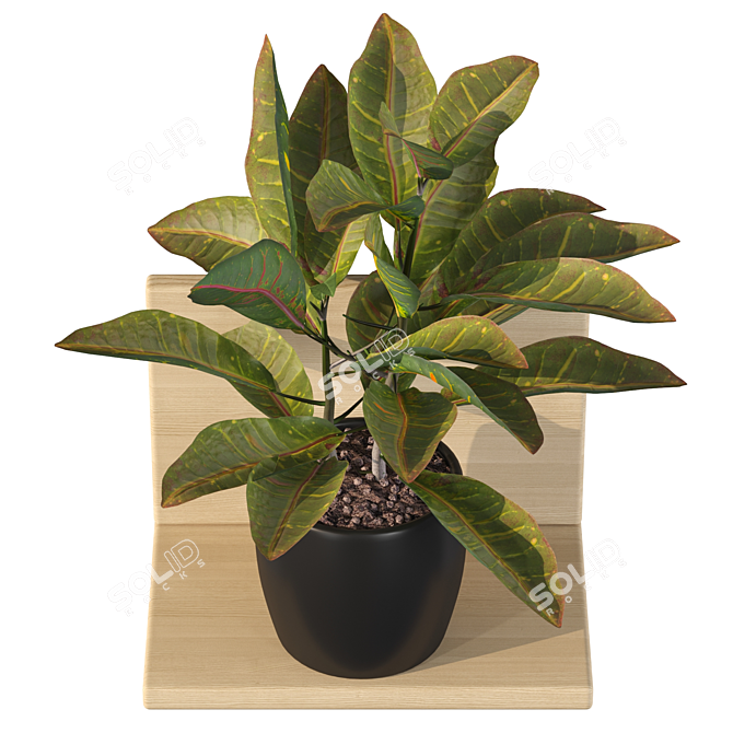 Tropical Delight Croton Plant 3D model image 3