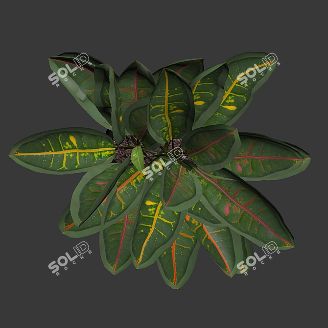 Tropical Delight Croton Plant 3D model image 4