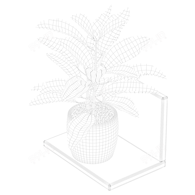 Tropical Delight Croton Plant 3D model image 5