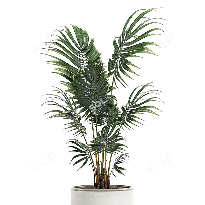 Exotic Plant Collection: Howea Forsteriana 3D model image 3