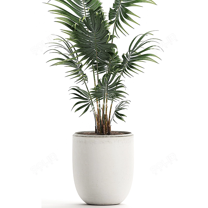 Exotic Plant Collection: Howea Forsteriana 3D model image 4