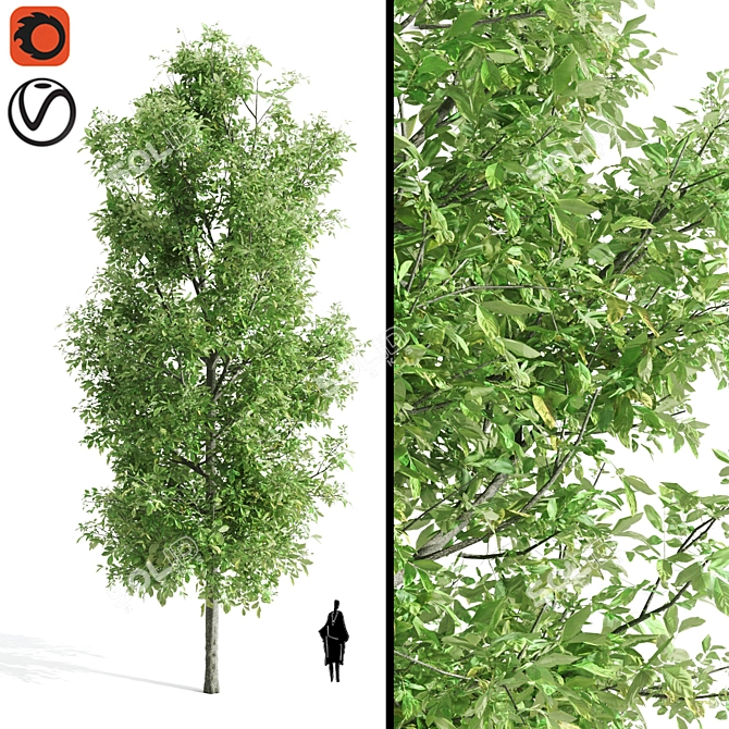 Premium Sorrel Tree: Majestic 12.34m Height 3D model image 1