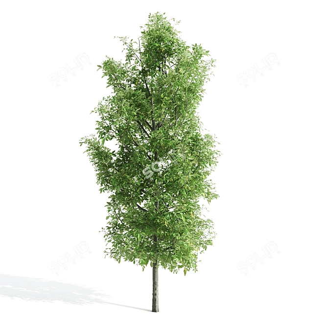 Premium Sorrel Tree: Majestic 12.34m Height 3D model image 2