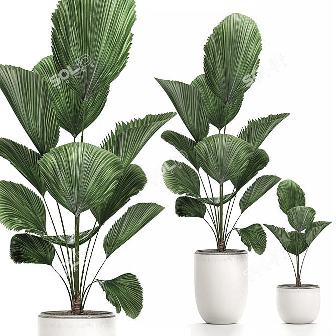 Tropical Indoor Plants Collection 3D model image 1