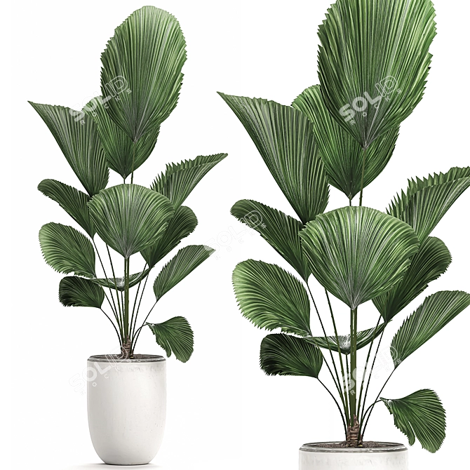 Tropical Indoor Plants Collection 3D model image 3