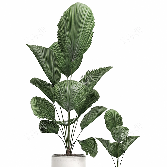 Tropical Indoor Plants Collection 3D model image 4