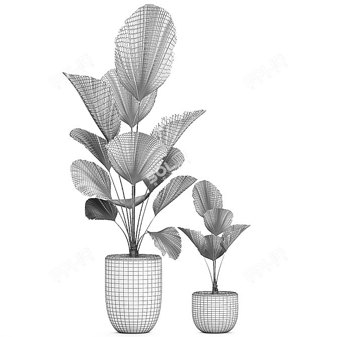 Tropical Indoor Plants Collection 3D model image 5