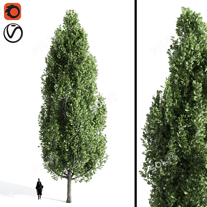  Majestic Cypress Oak Tree Growth 3D model image 1