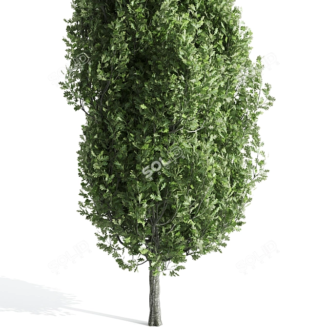  Majestic Cypress Oak Tree Growth 3D model image 4