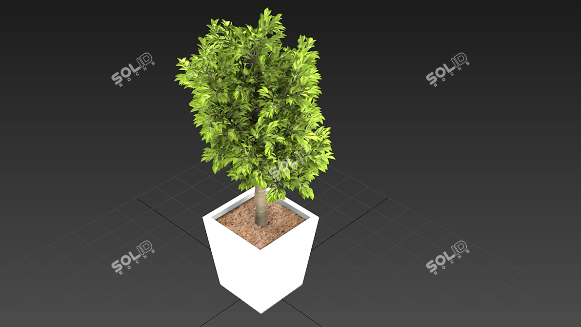 Mini Indoor Tree 3D model image 1