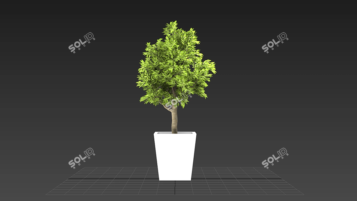 Mini Indoor Tree 3D model image 2