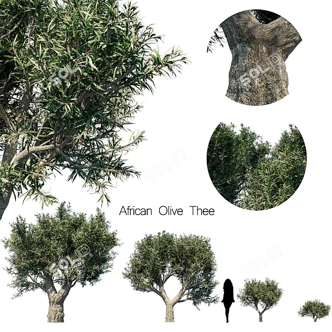 Exotic African Olive Tea Set 3D model image 1