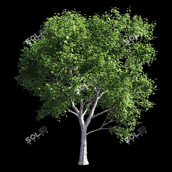 Premium Platanus Acerifolia Tree 3D model image 1