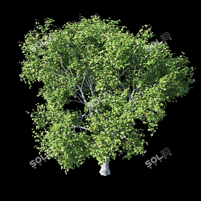 Premium Platanus Acerifolia Tree 3D model image 2