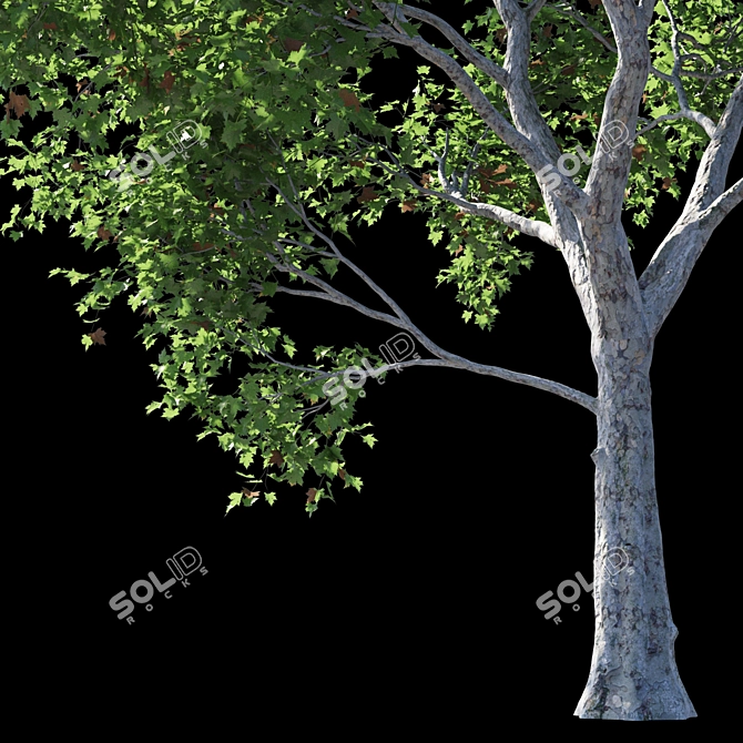 Premium Platanus Acerifolia Tree 3D model image 3