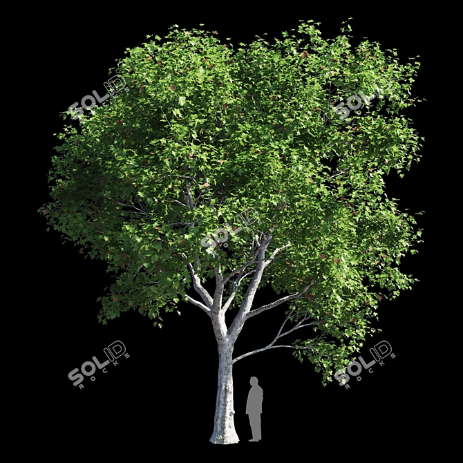 Premium Platanus Acerifolia Tree 3D model image 5